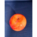 Vintage Alabaster Marble Carved Stone Fruit - Medium 2" tall - Apple Red